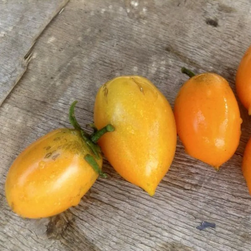 золото амишей томат характеристика. томат золотой амишей. золото амишей томат характеристика. томат черри золото амишей. томат черри золото амишей.