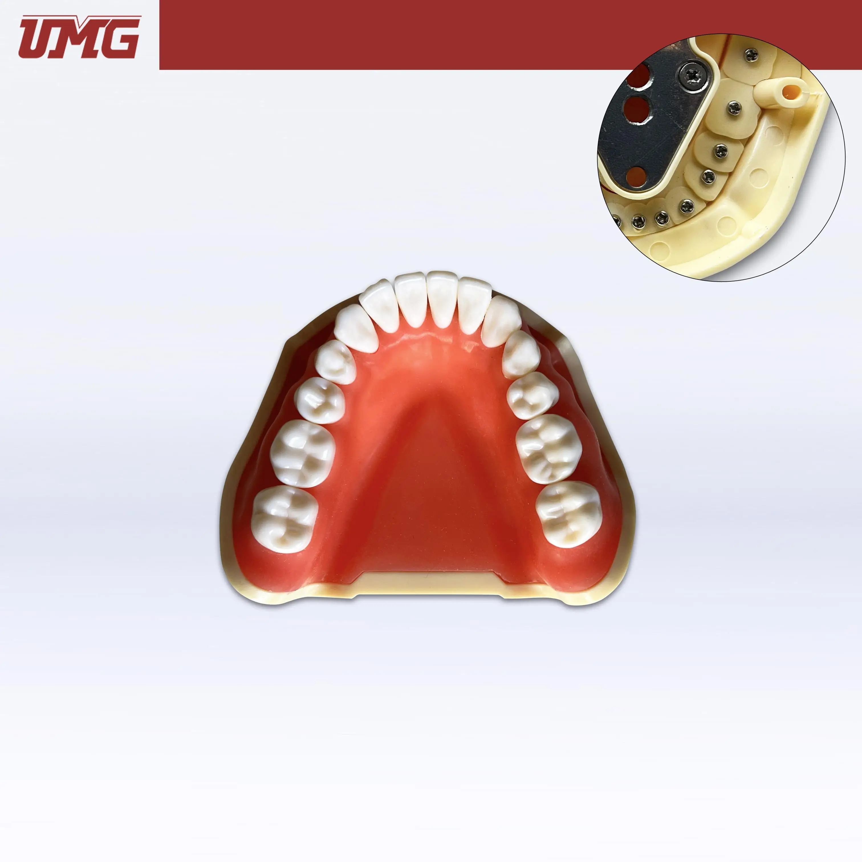 

Модель Umg, съемные зубы, тренировочная модель, нижняя-Frasaco совместимая-UM-A2F