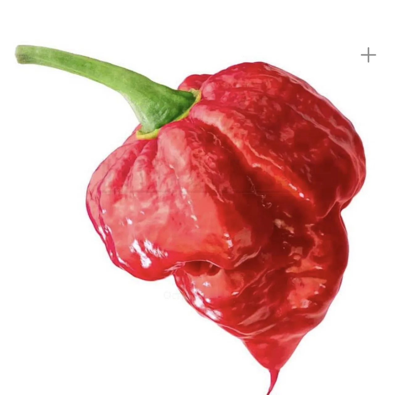 Скрещивание перцев. Томат стаффер зелёный (green bell pepper). Томатокартофель гибрид. Скрещивание перцев. Скрещивание перцев.