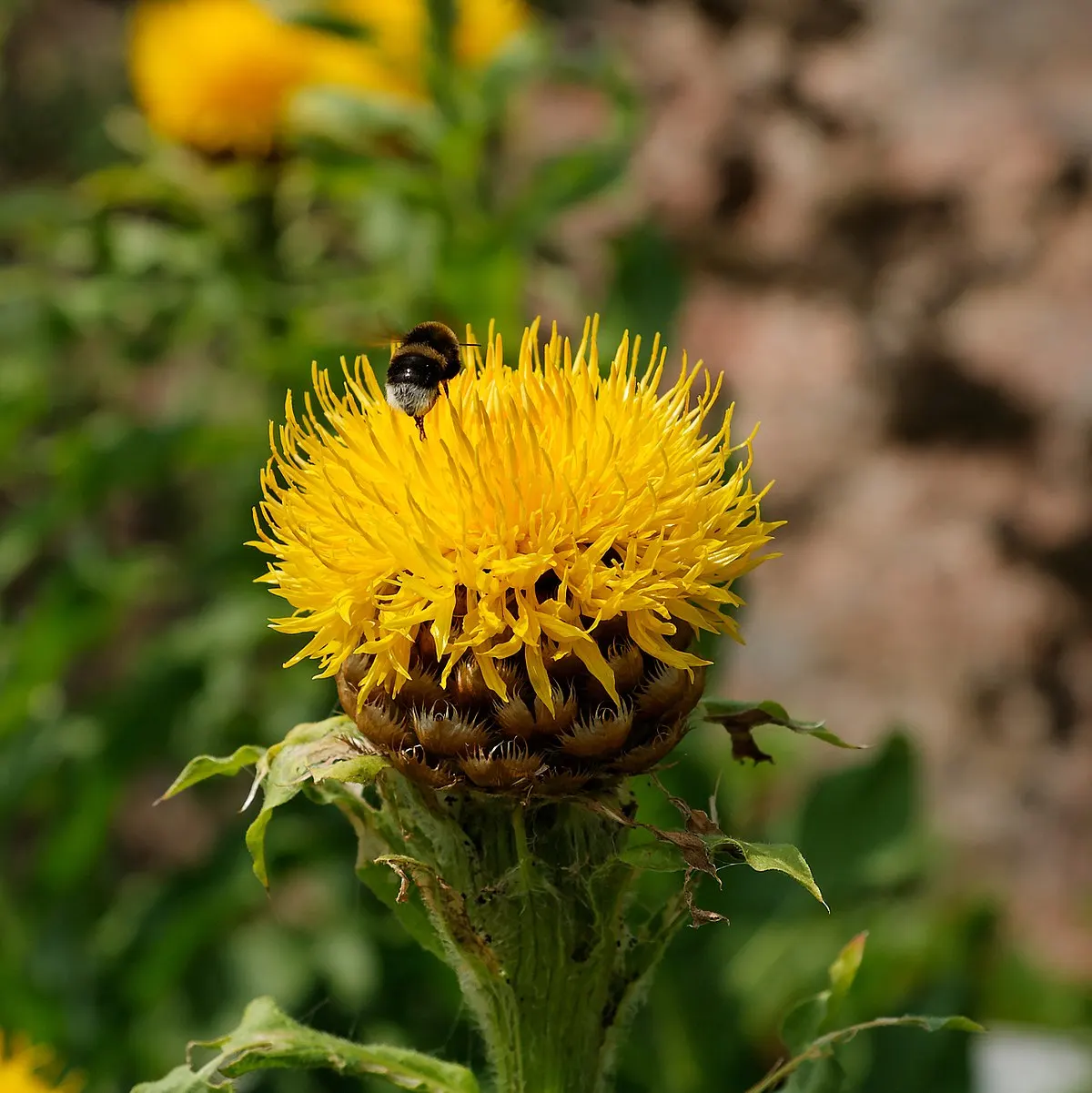 шемале без яичек Василек желтый (лат. Centaurea macrocephala) СЕМЕНА 30шт + подарочные  семена | AliExpress