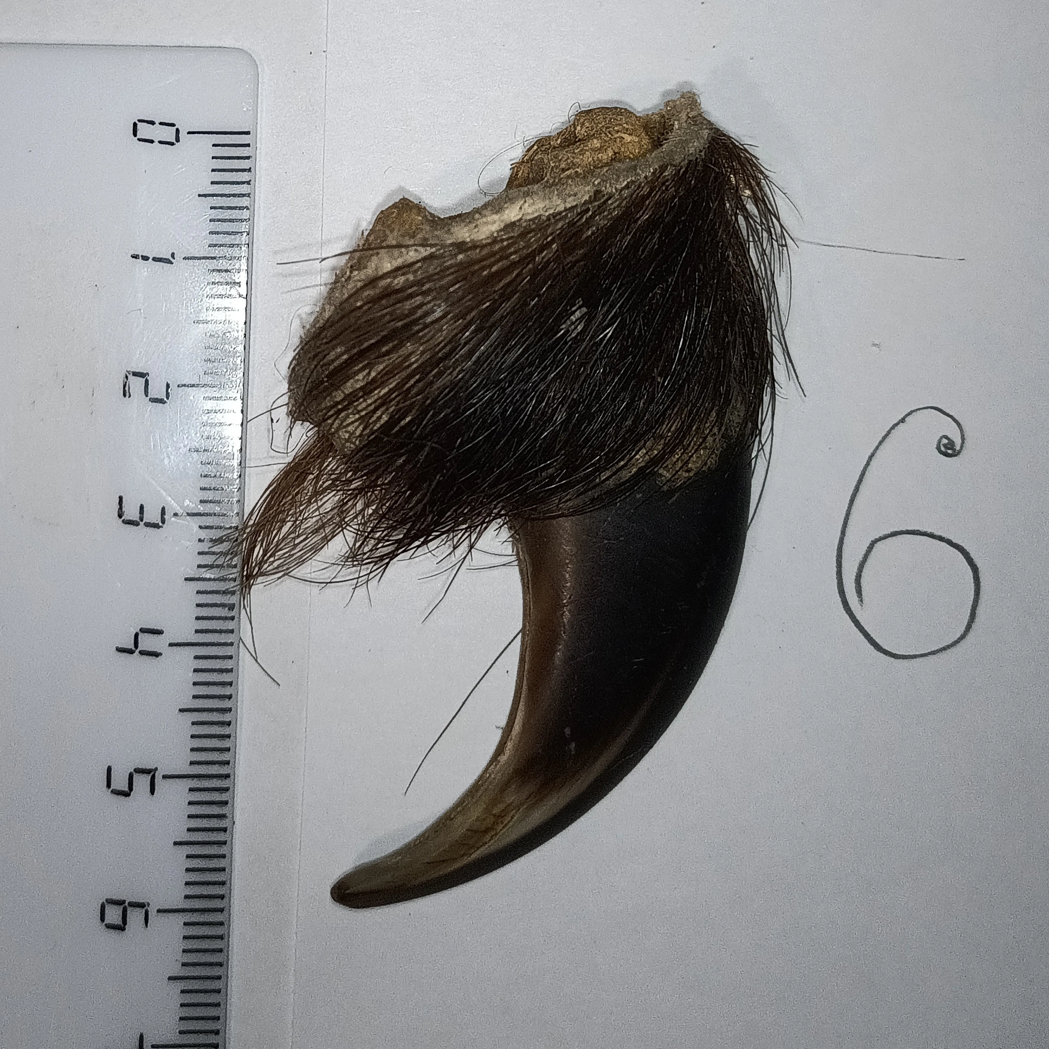 Когти Медведя Купить Цена