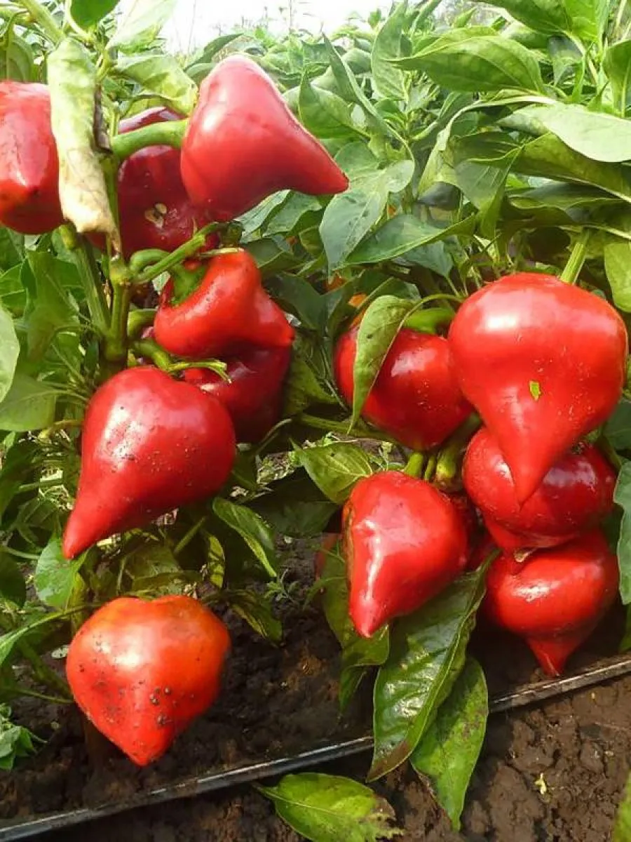 Перец уральский толстостенный f1. Перец сладкий сорт отзывы. Перец сладкий сорт отзывы. Перец сладкий эрли сансейшн f1. Перец сладкий сорт отзывы.