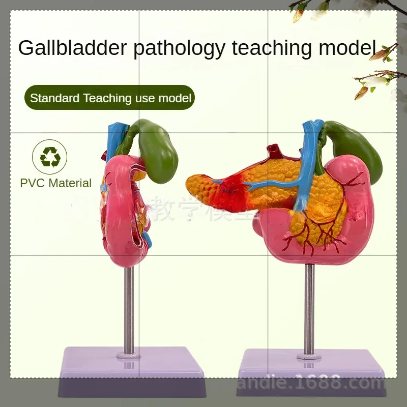 

Модель дворцового желчного пузыря Pancreas с сосудами, биологическая спасательная анатомическая модель человеческого тела для нервов, школьное обучающее лабораторное пособие