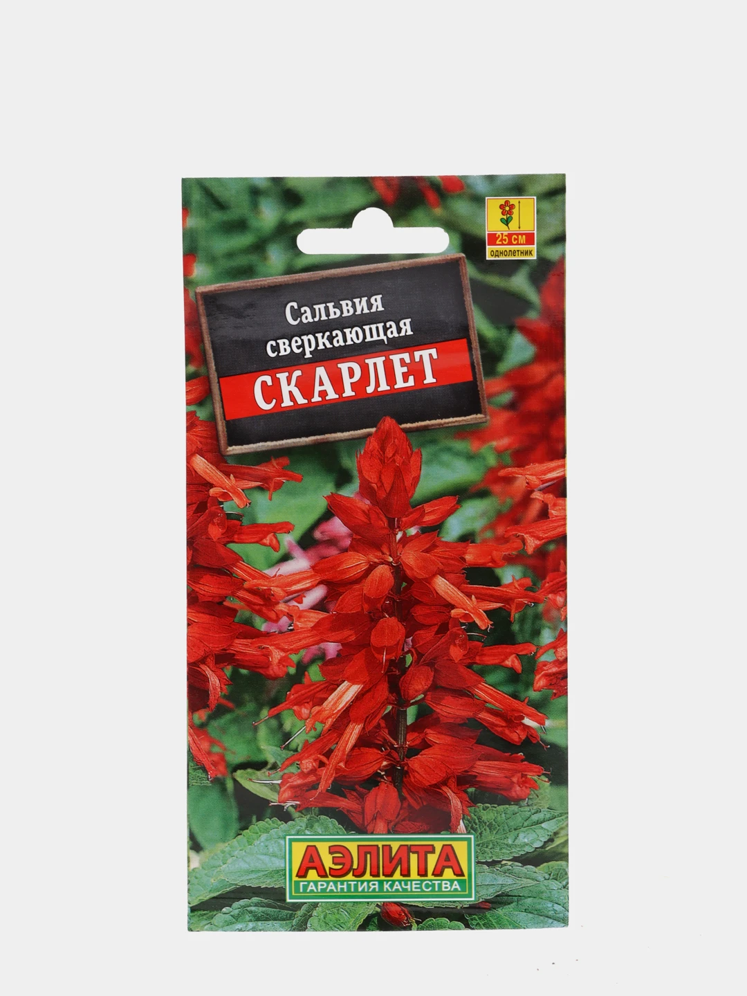 сальвия сверкающая скарлет. сальвия скарлет. сальвия ярко красная кардинал. сальвия блестящая (salvia splendens). сальвия сверкающая скарлет.