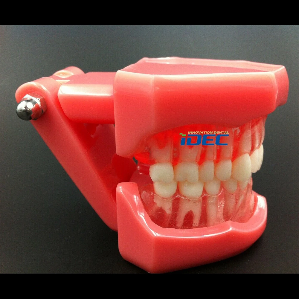 

Dental Study Teaching Model Standard Model Removable Teeth 7005