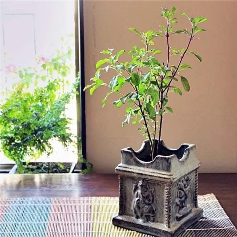 тулси дерево. туласи растение. тулси базилик священный. базилик тонкоцветный или туласи. дерево туле.