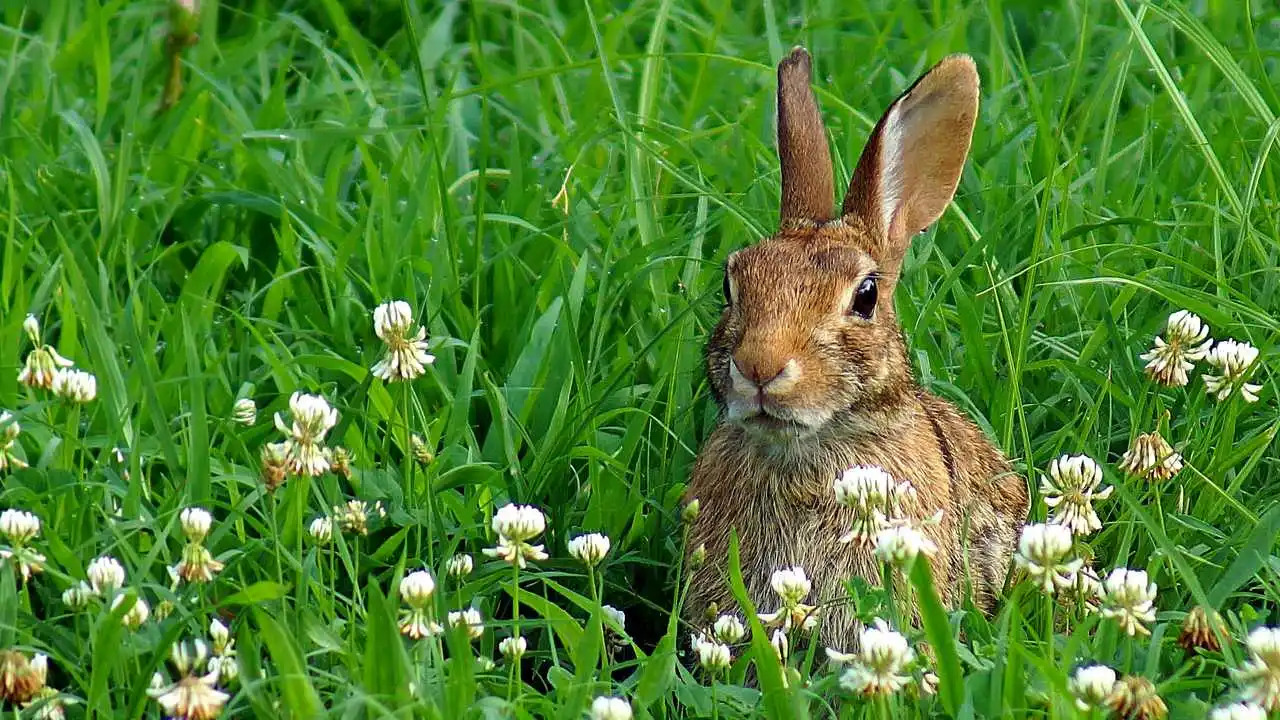 заяц в смешанном лесу. заяц ест траву. травы зайцу какие. зайчик в траве. что едят зайцы.