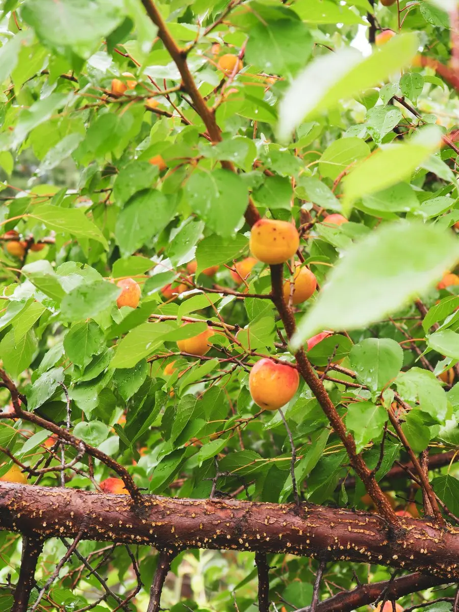 Саженцы абрикоса исток. Абрикос колоновидный санни. Чашевидная крона черешни. Абрикос лель. Абрикос дерево саженец.