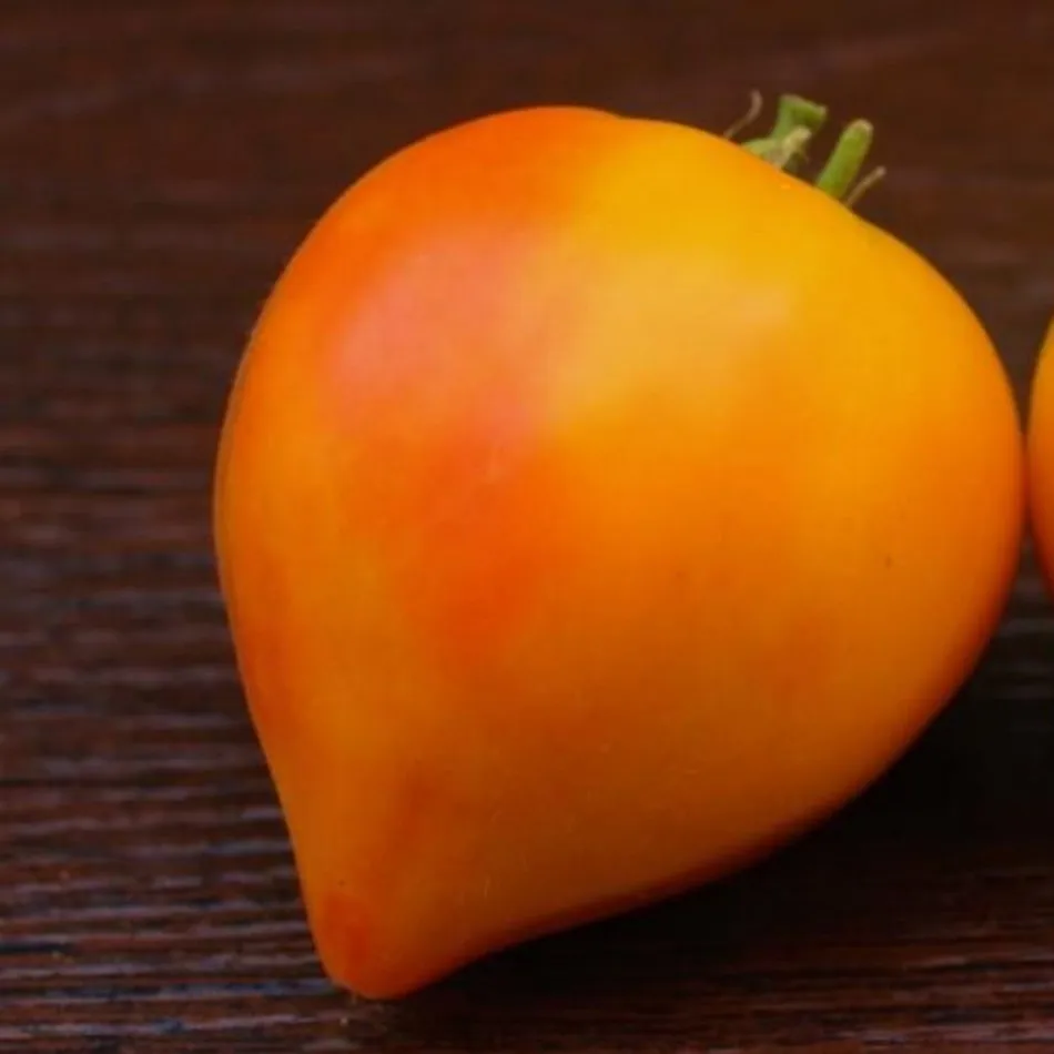 томат янтарный барон. томат дульсинея. томат янтарный барон характеристика и описание. томат сорт янтарь. бархатный мед помидоры семена.