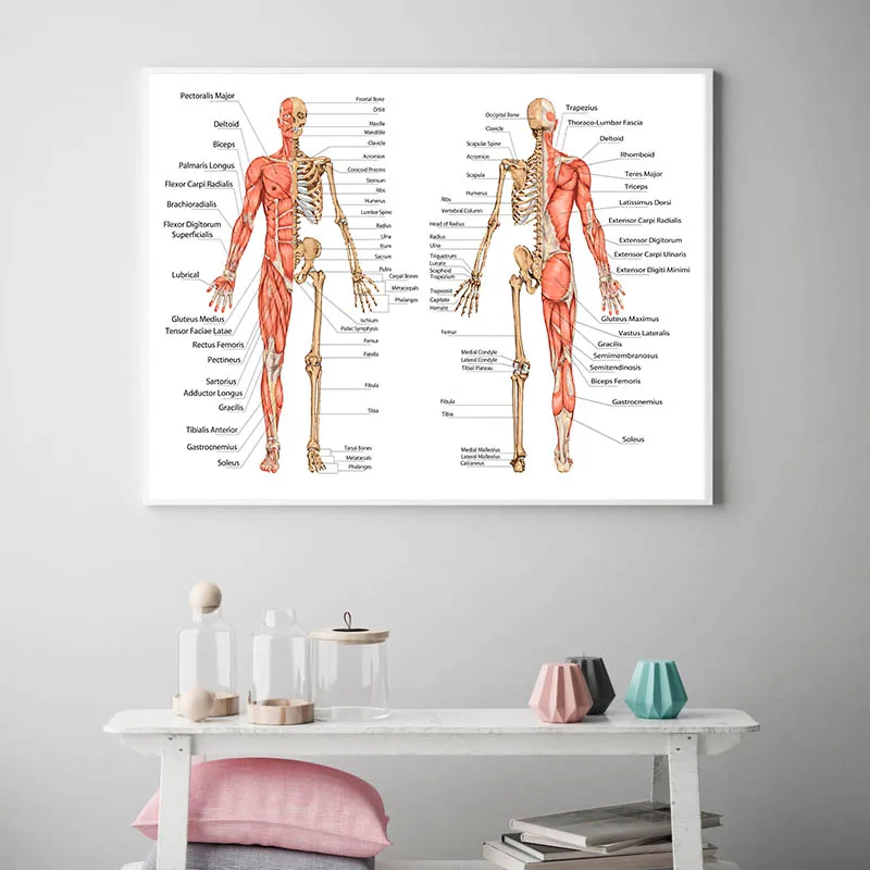 

Human Body Anatomy Canvas Wall Art Poster Print Skeletal Muscular System Didactic Board Picture Painting Study Room Decoration-2