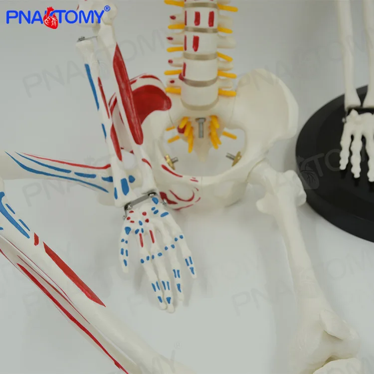 Модель человеческого скелета для всего тела 85 см съемная и подвижная окраска