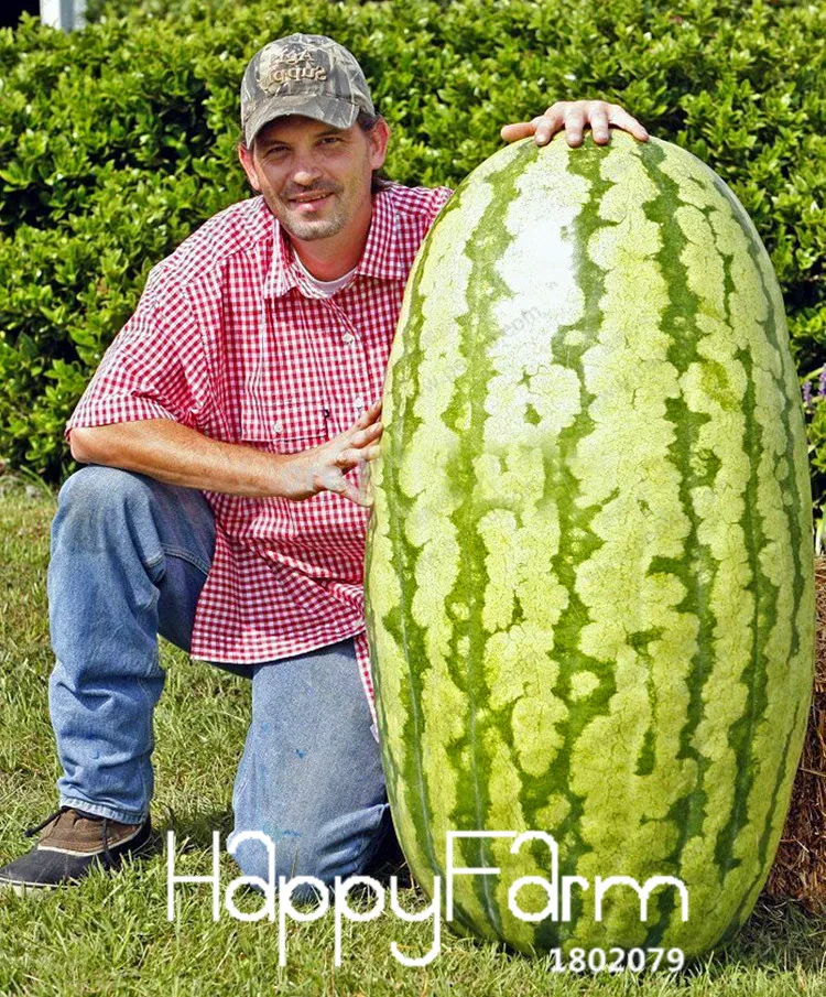 50 шт. дорогие семена арбуза редкая фотография для домашнего сада легко растут