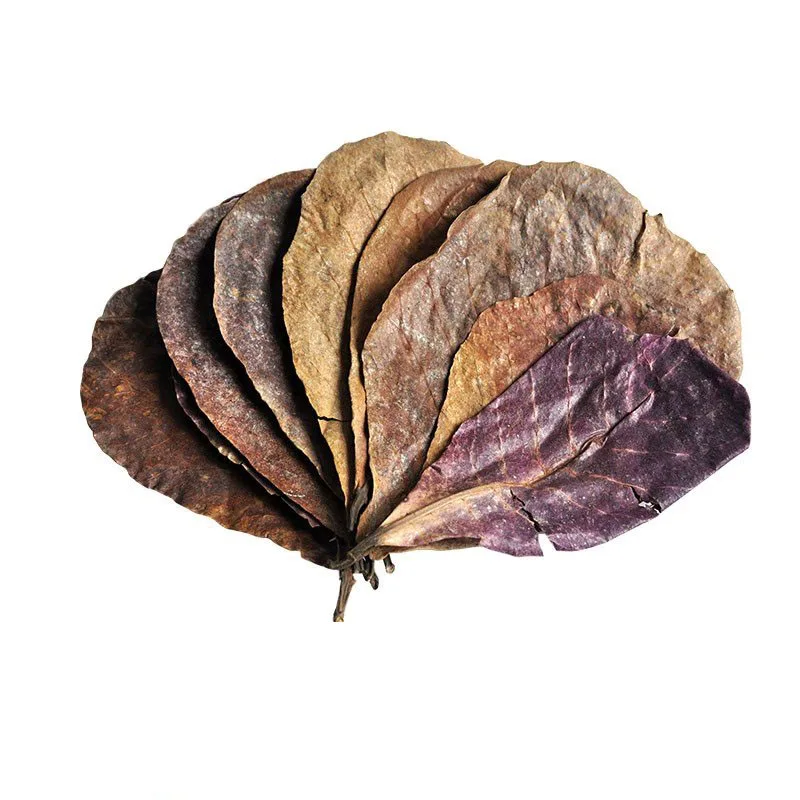 Аквариумный фильтр Terminalia Catappa Foetida с листьями миндальными для очистки рыб 10 шт.