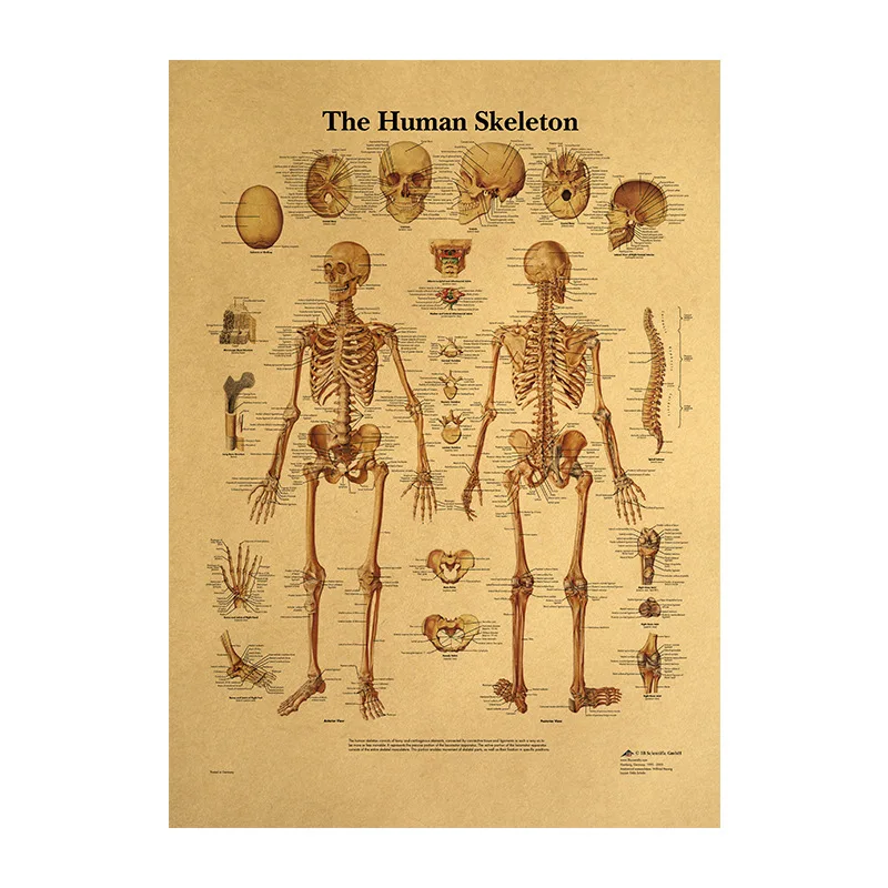 

Human Body Illustration-Skeleton Vintage Poster on Kraft Paper Classroom Museum Decorative Painting 50.5x35cm