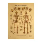 Иллюстрация человеческого тела-скелет, винтажный постер на крафт-бумаге, декоративная картина для класса, музея, 50, 5 х35 см