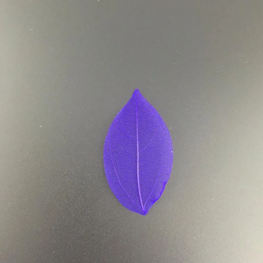 100 шт. прессованные высушенные окрашенные листья каркаса магнолии для свадьбы