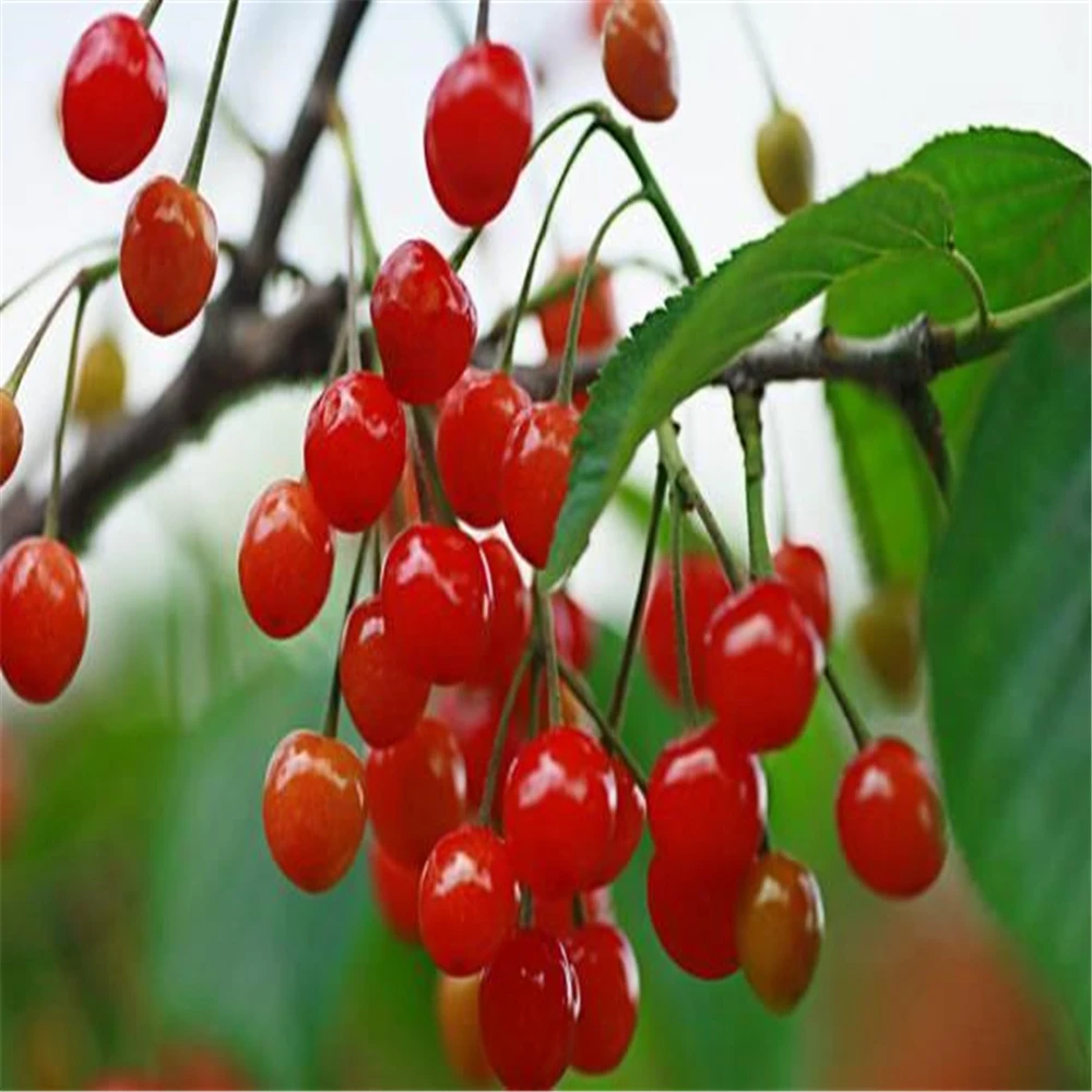 

Promotion Today 10 Piece Upscale Indoor Plants Fruit Seeds Rare Potted Taiwan Mini Pearl Cherry Seeds Bonsai Tree Farm Planter