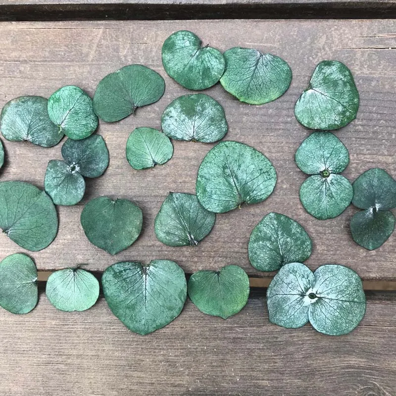 100 шт. настоящие сухие натуральные свежие сохраненные листья эвкалипта Вечные