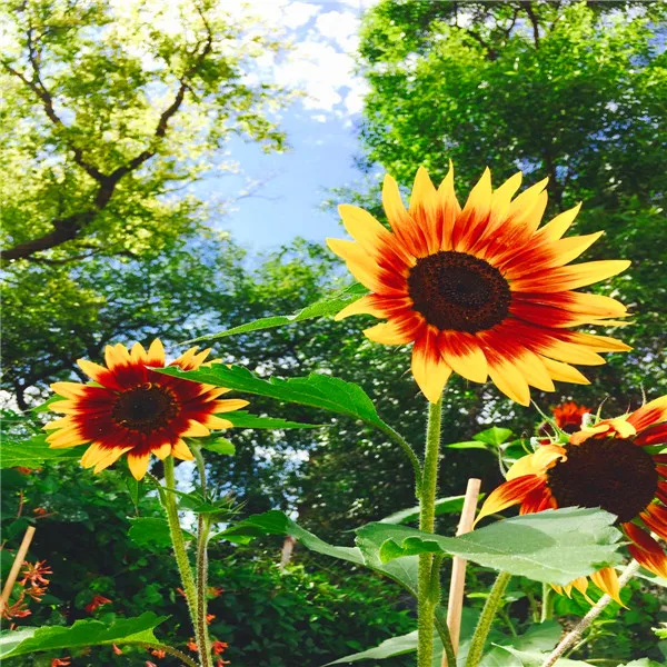 Подсолнухи 50 шт. и красивые подарки для клиентов | Дом сад