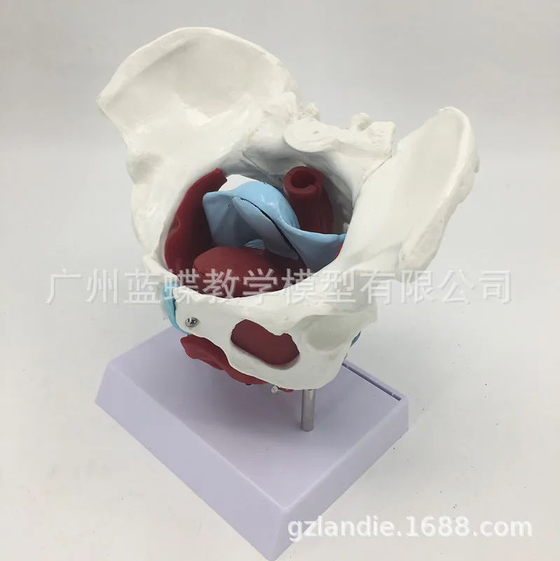 Анатомическая Тазовая камера с мышцами пола обучающая модель человека