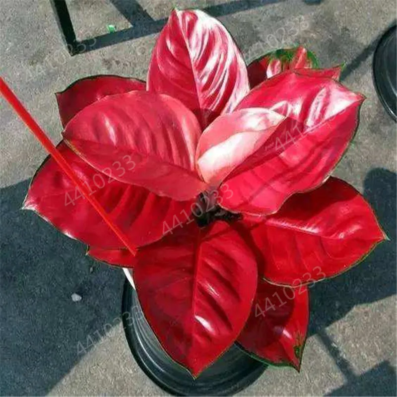 150 шт Искусственный diefffenbachia | Дом и сад
