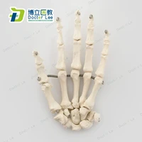 life size plastic human hand skeleton anatomy model for medical teaching demonstration