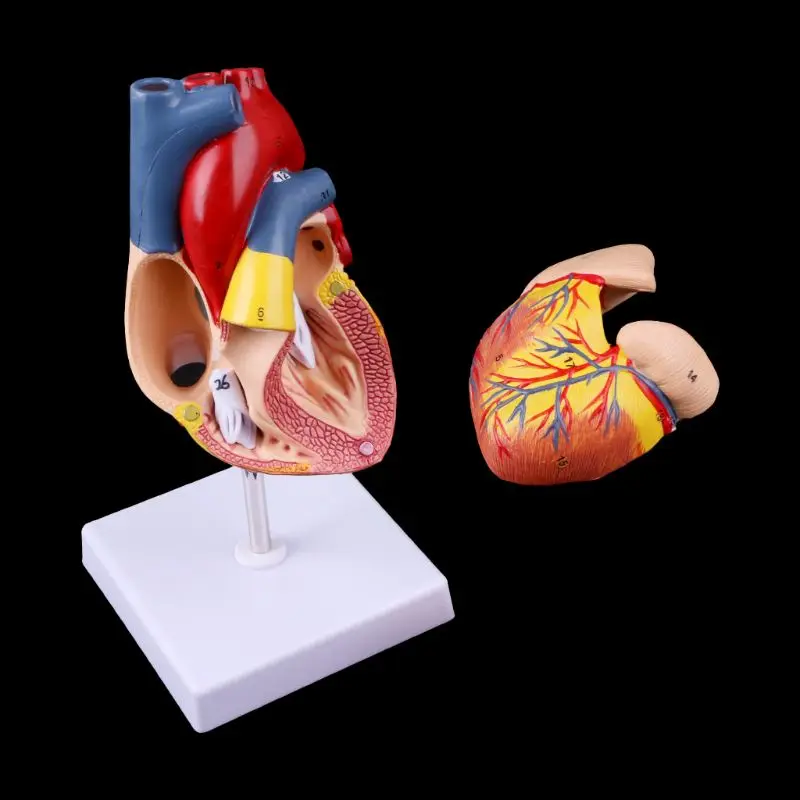 

Medical props model Disassembled Anatomical Human Heart Model Anatomy Teaching Tool