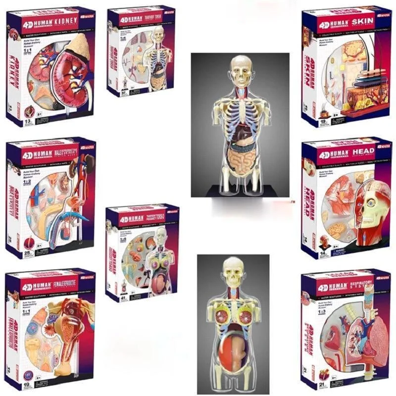 4d Human Body Torso Reproductive System Kidney Head Nerves Skin Anatomical Model Medical Supplier Teaching Puzzle Assembling Toy
