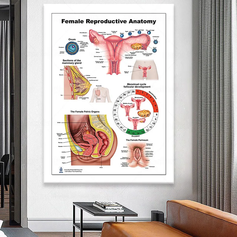 Женская репродуктивная версия анатомия искусство физиотерапия образование