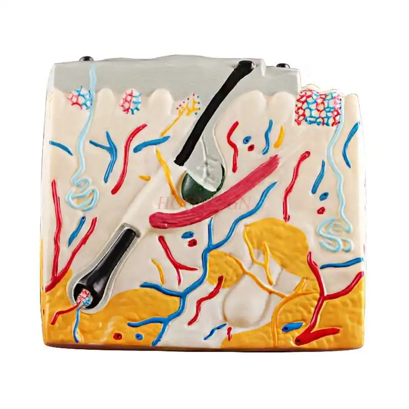 

Three-dimensional skin structure model Anatomy magnified model of human skin skin tissue hierarchy