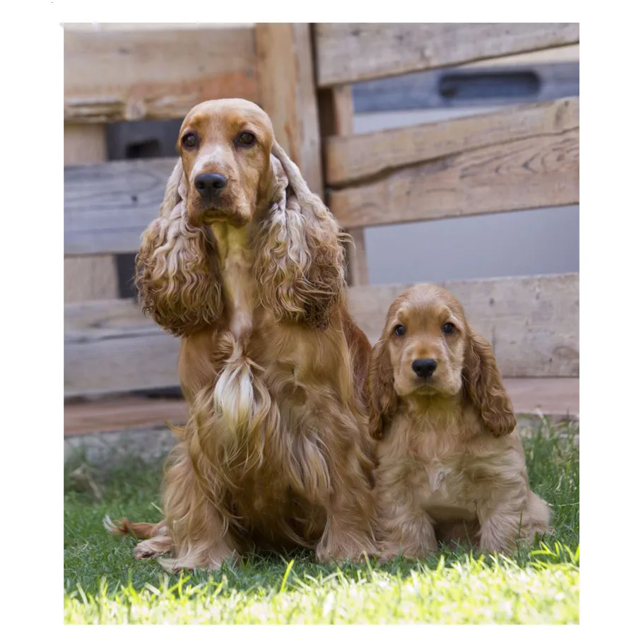 

3D Алмазная мозаика, DIY 5D полная алмазная живопись, животное, собака, вышивка крестиком стразы, вышивка, рождественский подарок BY534