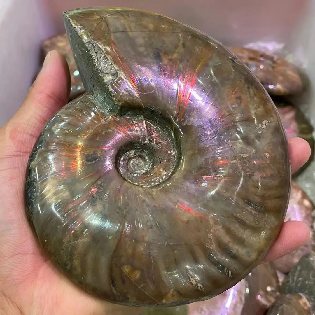 

45-700g Healing of conch fossil specimens from Canada