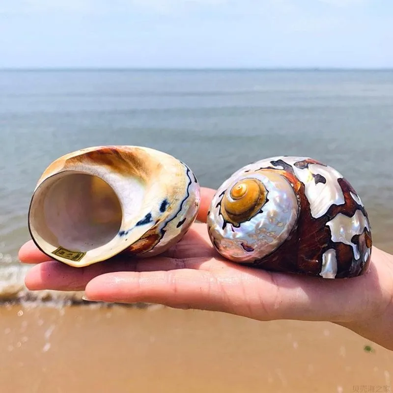 1 шт. 8-9 см Натуральная Южноафриканская Улитка жемчужный большой винтовой