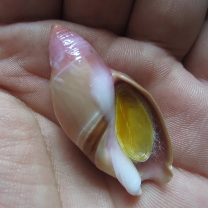 

4.49 cm Nipple Slug, Rare Conch Collection, Home Decoration