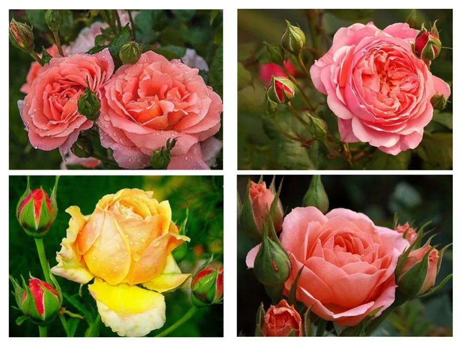 5D DIY Алмазная картина розы цветы крест вышитое домашнее украшение подарки | Дом и