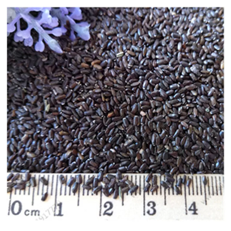 200 шт./лот лаванды английский(Lavandula узколистный) ванили бонсай для Домашнего Цветоводства