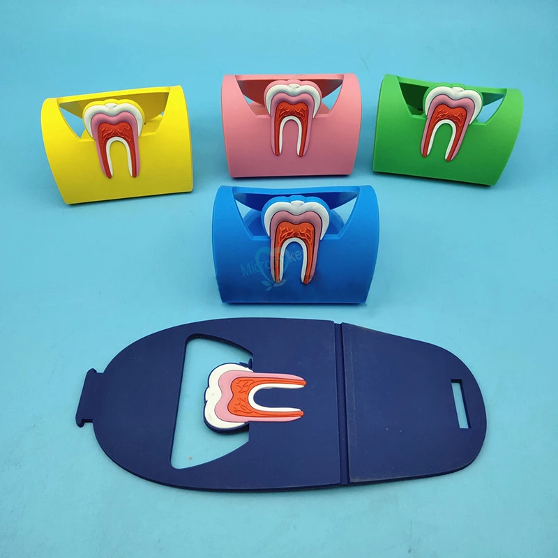 

1pcs Dental Card Holder Colorful Rubber Teeth Molar Shape Dentist Gift Phone Card Name Storage Dsiaply Stand For Clinic
