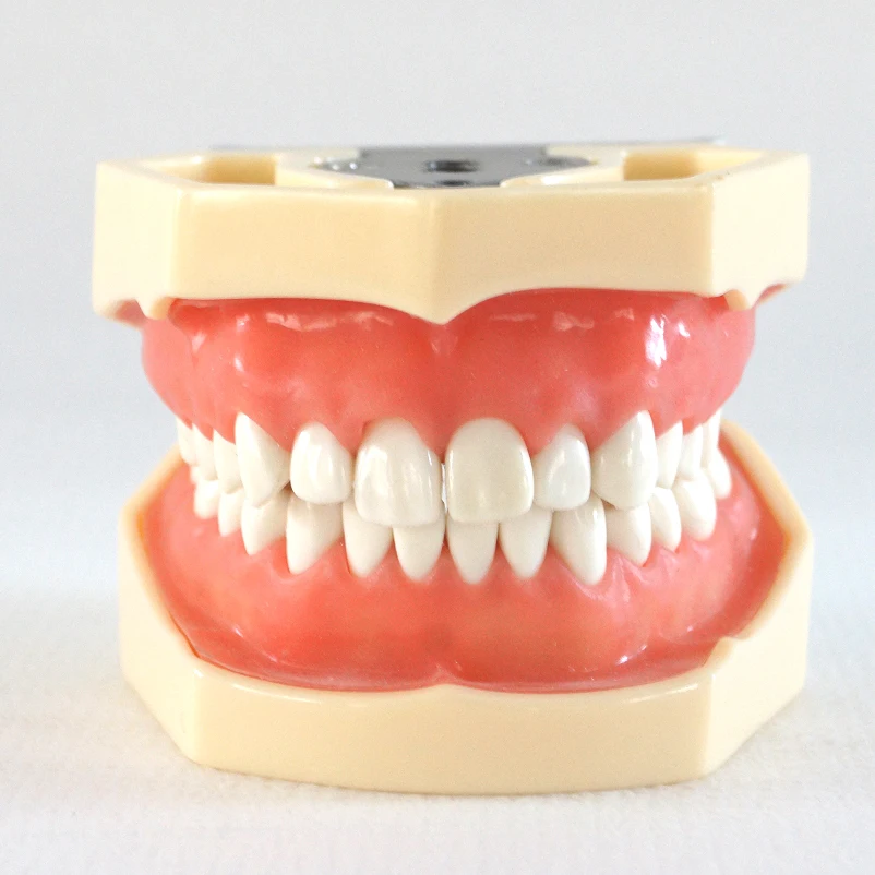 1 шт зубные обучения исследование модель стандартная мягкая резинка винта