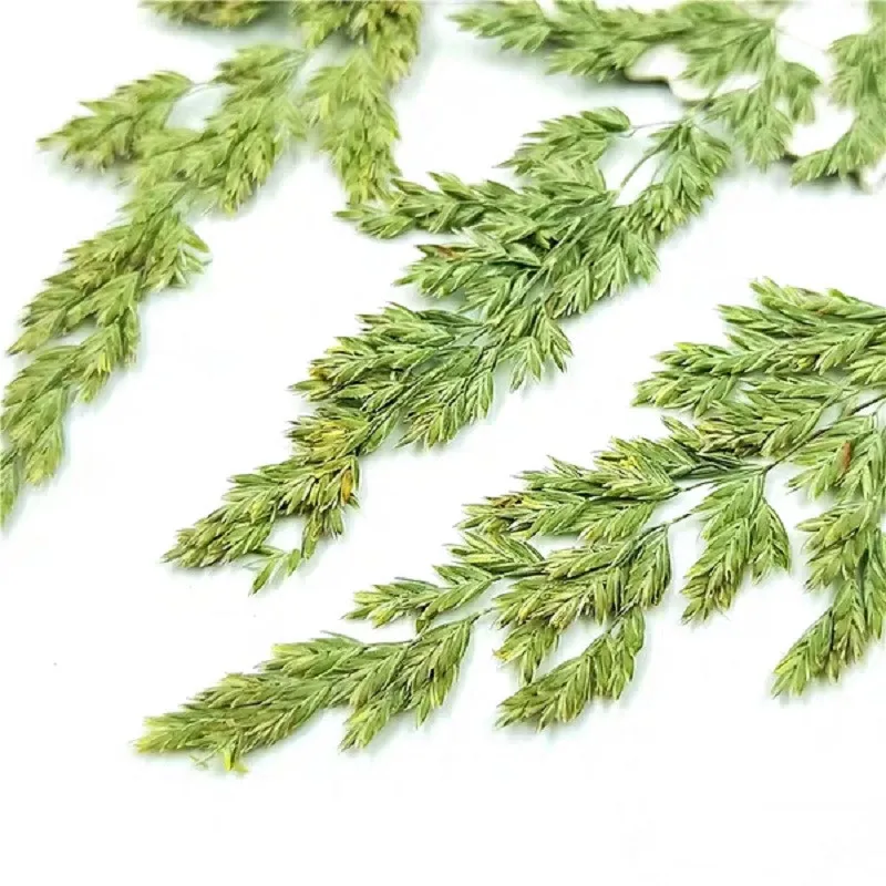 

100pcs Pressed Dried Poa annua L. Dry Flower Plants For Epoxy Resin Pendant Necklace Jewelry Making Craft DIY Accessories