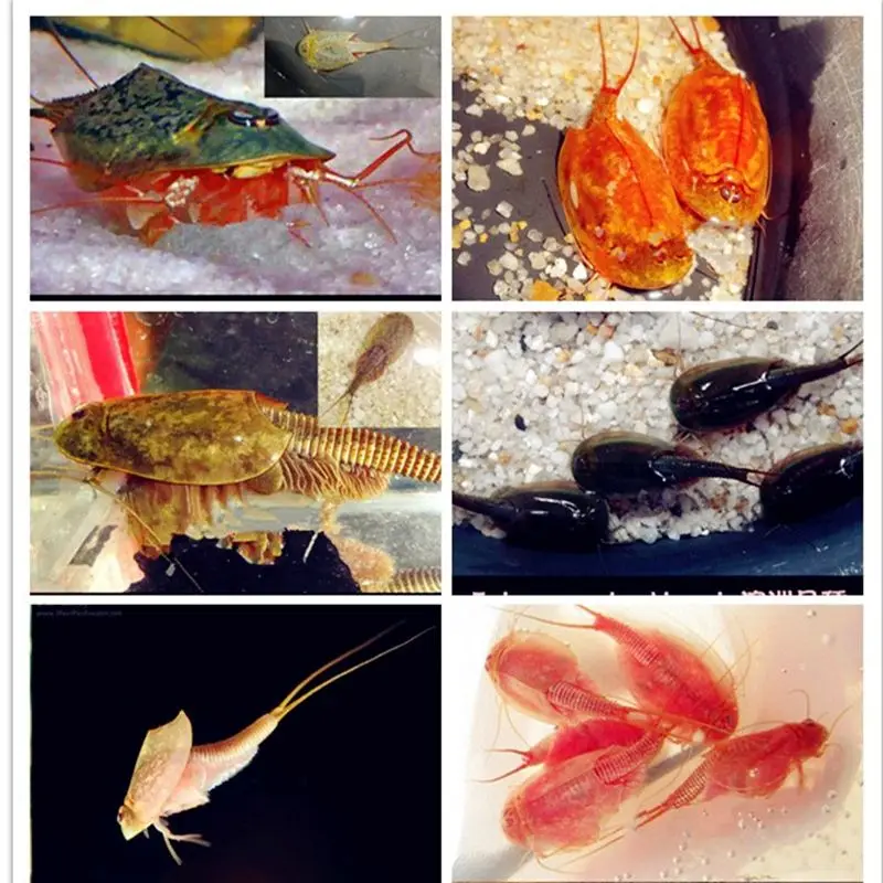 Водные игрушки Triops|Большие и маленькие аквариумы| |