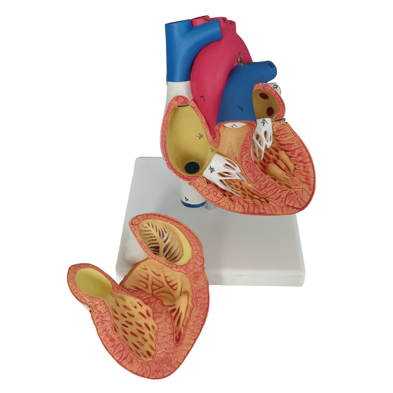 Высококачественная анатомическая медицинская модель человеческого сердца в