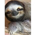 Австралийские животные, кенгуру, Ленивец, коала, сурикат, алмазная живопись сделай сам, полноразмерная вышивка, алмазная вышивка 5d, вышивка крестиком, Декор