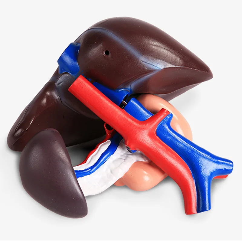 Печени поджелудочной железы модель двенадцатиперстной кишки для медицинской