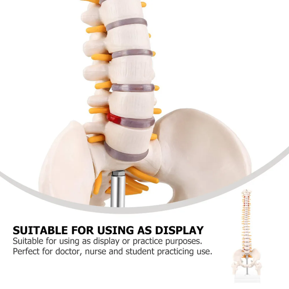 

1Pc Tailbone Anatomy Model PVC Spine Model with Nerves Anatomy Model