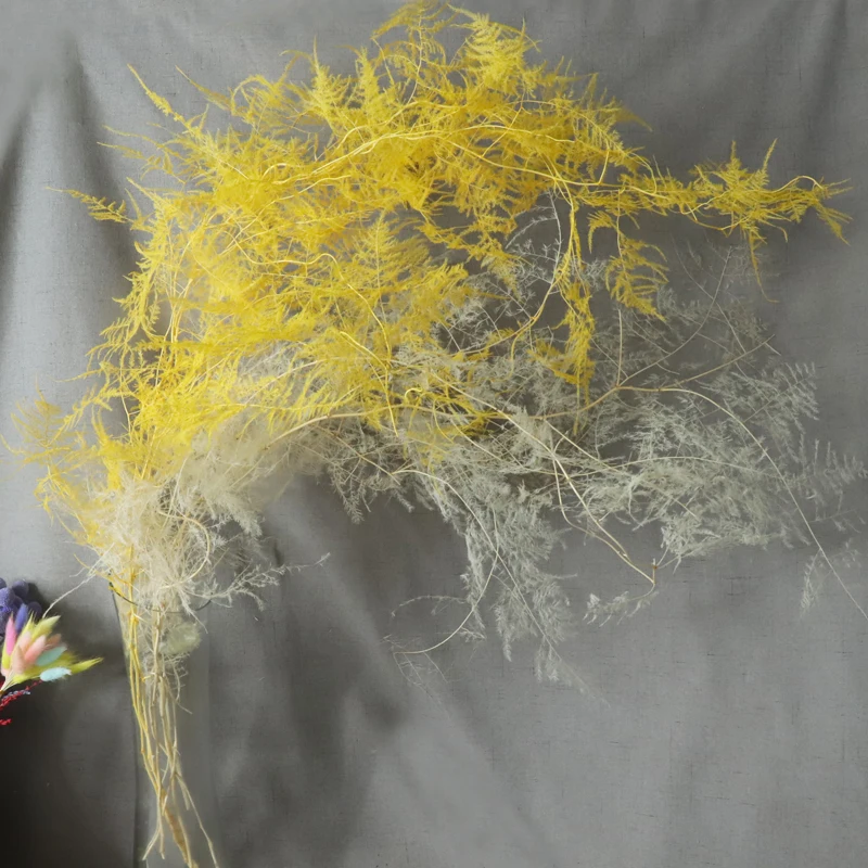 Консервированные спаржа Setaceus 2-3 шт. высушенных настоящих вьющееся растение YunZhu