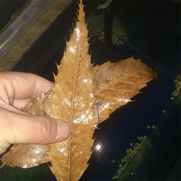 

50pcs per lot fish tank leaves Aquarium Natural Lower PH Adjust PH Acidity Acid-lowering Water Treatment Aquarium Decoration