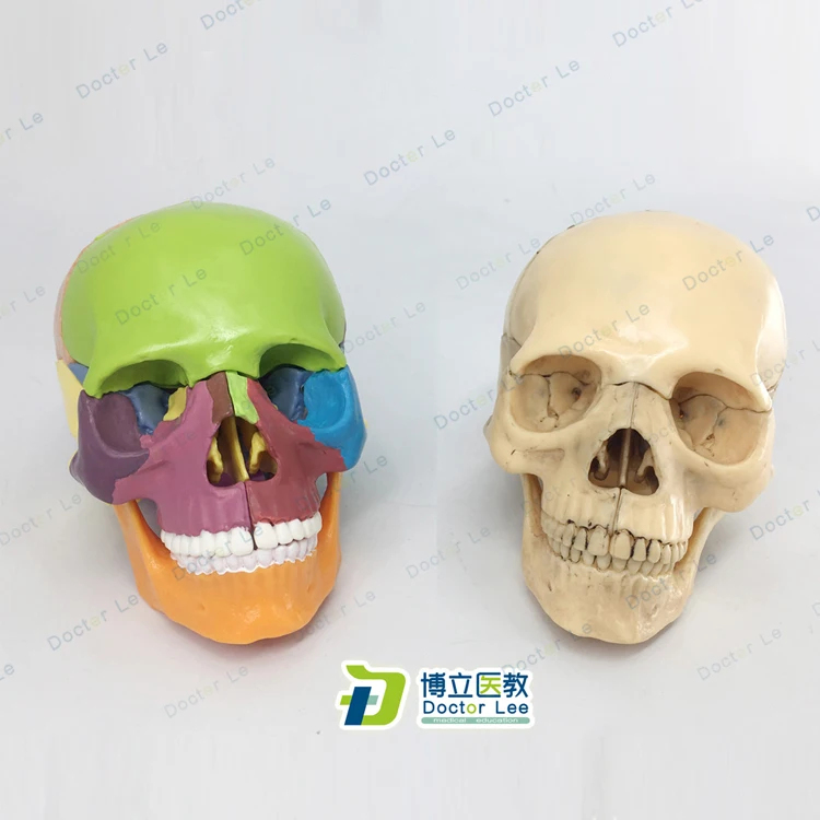 Квадрокоптер Mini Skull модель 15 Запчасти человека анатомический скелет красочные