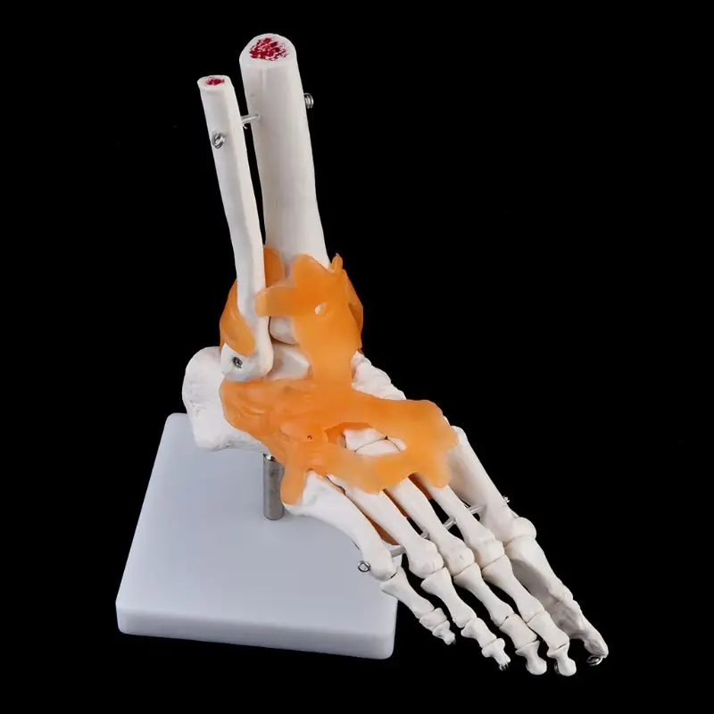 

1: 1 человеческий скелет, модель человека, анатомия суставов, голеностоп, анатомический обучающий инструмент