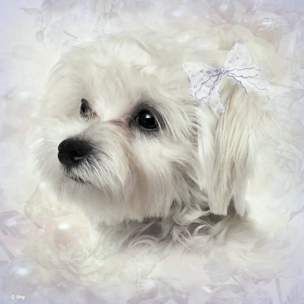 Алмазная картина сделай сам 5D с изображением белой собаки|Алмазная мозаика и