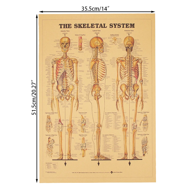 

Skeletal System Retro Decorative Painting Wall Decor Paintings Human Body Structure Kraft Paper Vintage Poster for Display